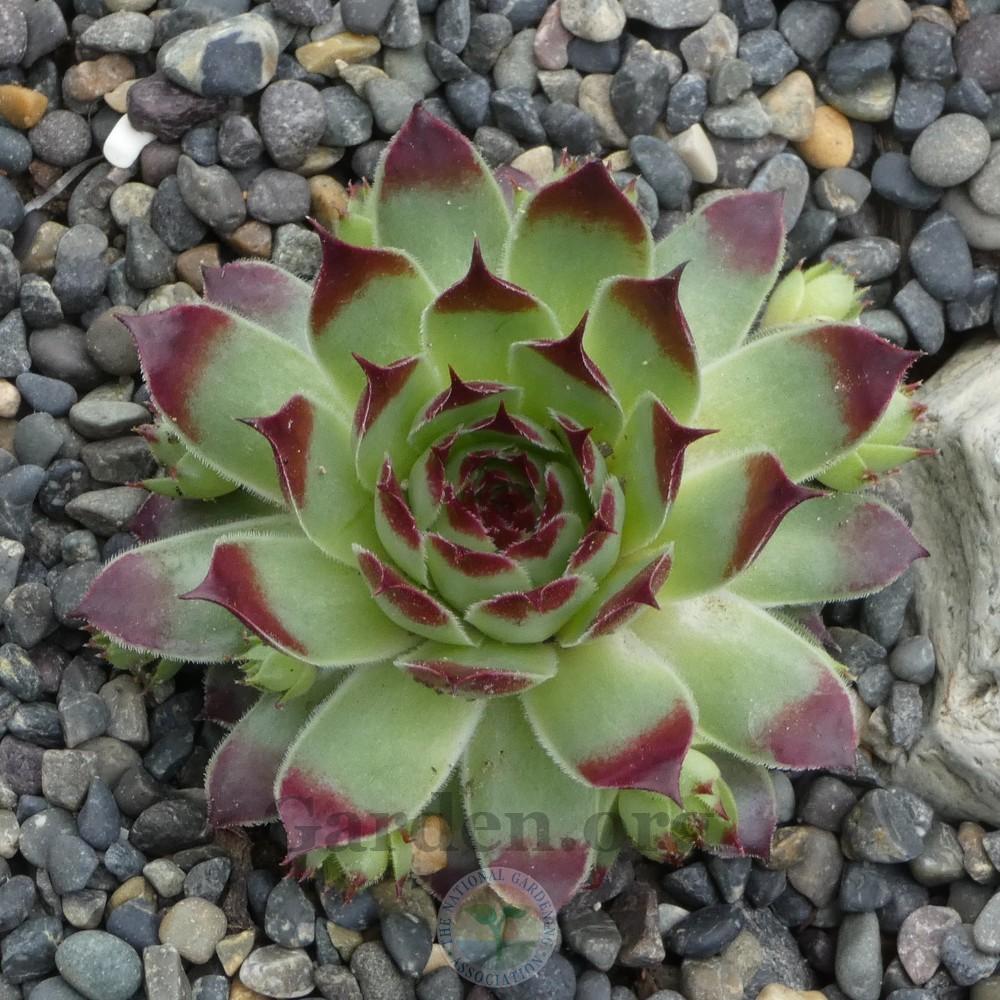 Photo of Hen and Chicks (Sempervivum calcareum 'Sir William Lawrence') uploaded by Patty