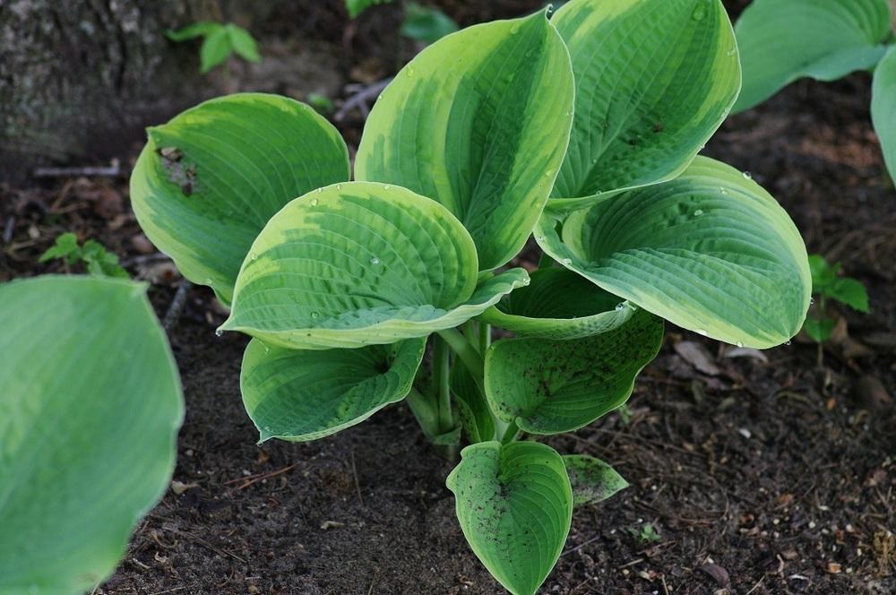 Photo of Hosta 'Laura and Darrell' uploaded by Rose1656
