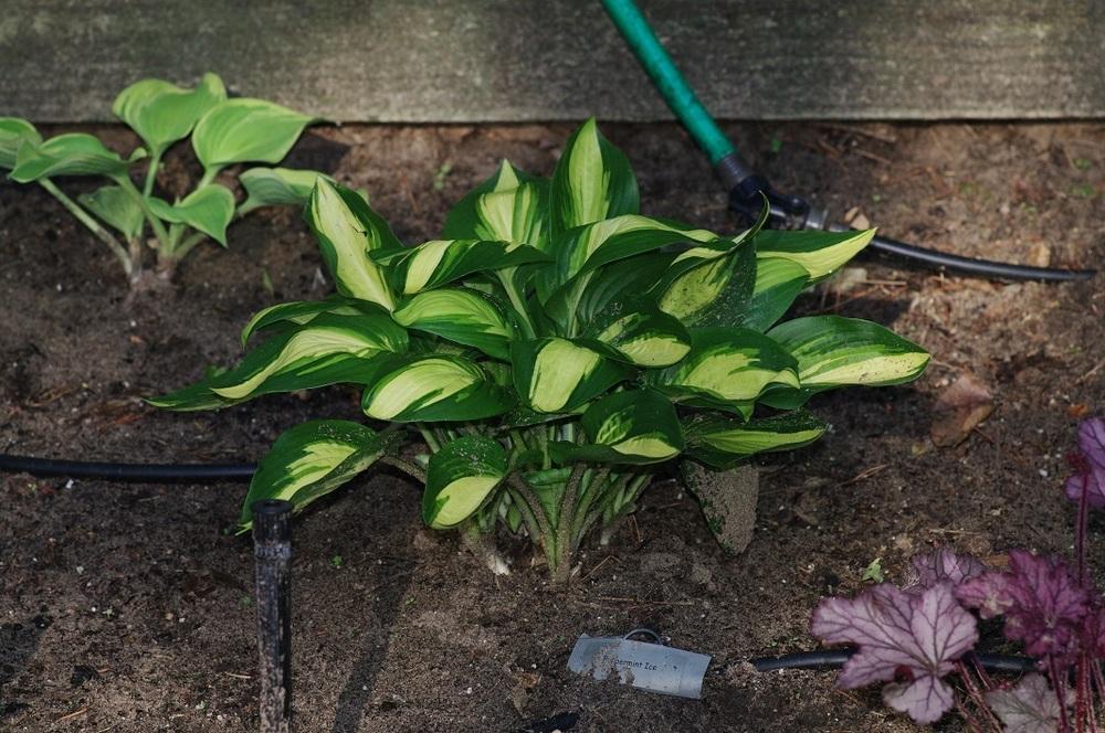 Photo of Hosta 'Peppermint Ice' uploaded by Rose1656