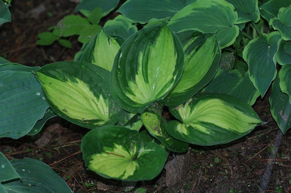 Photo of Hosta 'Midnight at the Oasis' uploaded by Rose1656