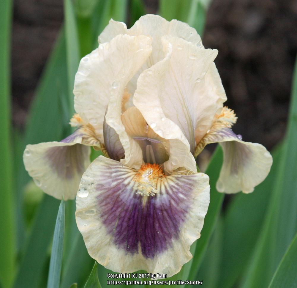 Photo of Standard Dwarf Bearded Iris (Iris 'Apricot Berry') uploaded by Snork