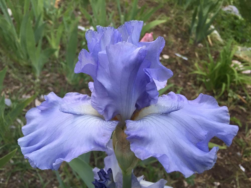 Photo of Tall Bearded Iris (Iris 'Arms Wide Open') uploaded by SpringGreenThumb