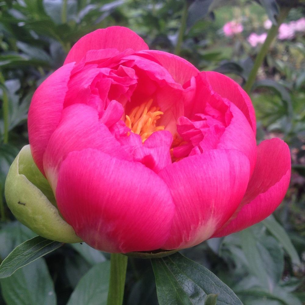 Photo of Peony (Paeonia 'Coral Sunset') uploaded by csandt