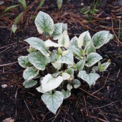 Location: My Garden, Ontario, Canada
Date: 2017-05-14
Early spring growth on Brunnera macrophylla 'King's Ransom'