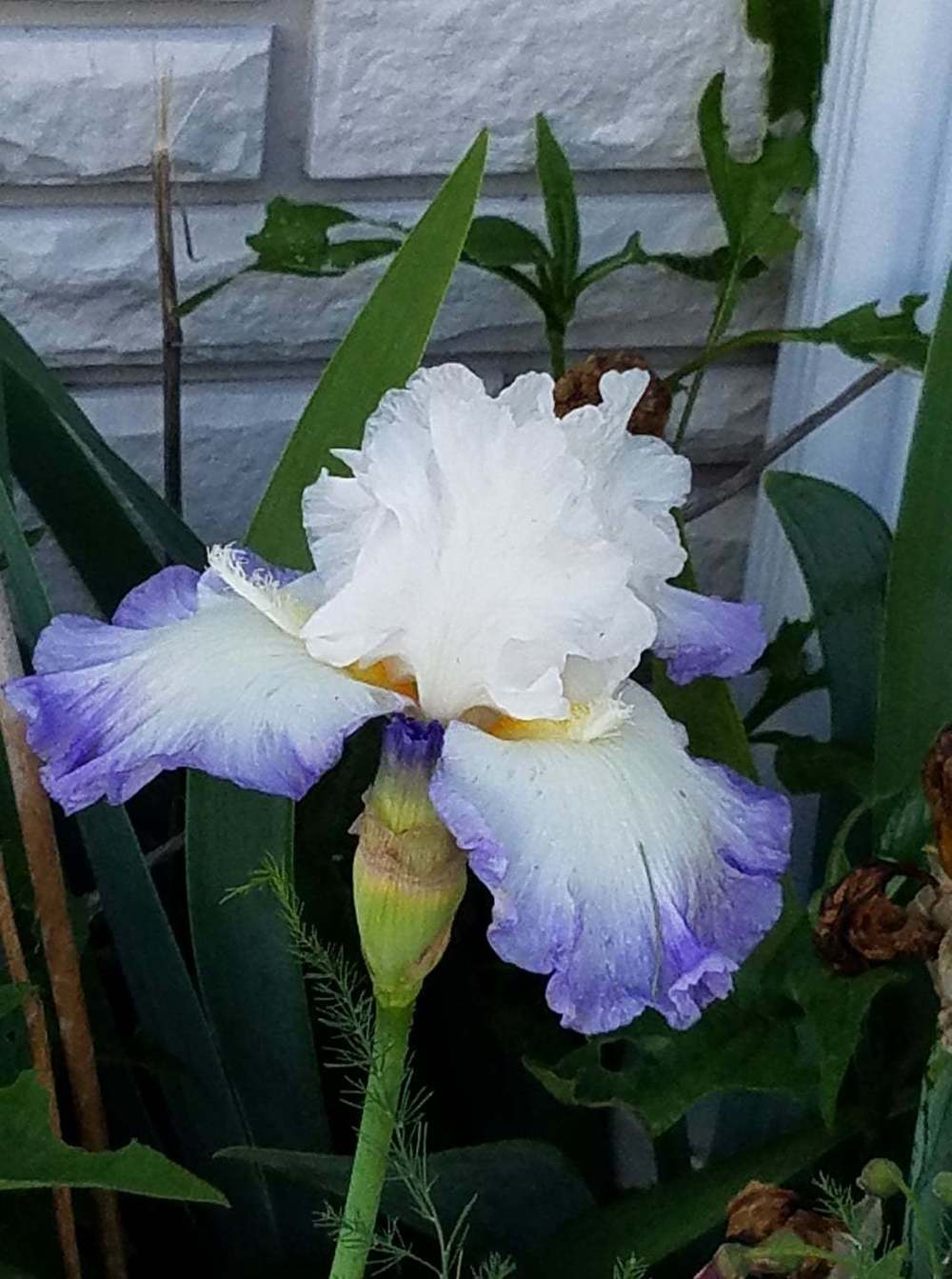 Photo of Tall Bearded Iris (Iris 'Grand Circle') uploaded by AFlowerChild