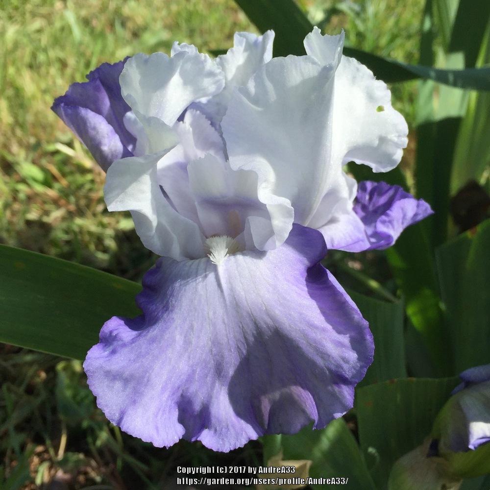 Photo of Tall Bearded Iris (Iris 'Skylark's Song') uploaded by AndreA33