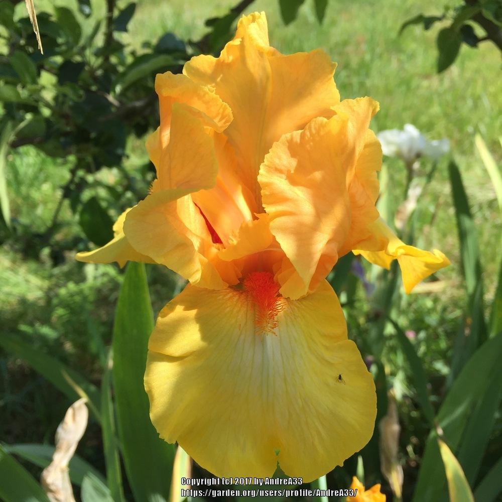 Photo of Tall Bearded Iris (Iris 'Olympic Challenge') uploaded by AndreA33