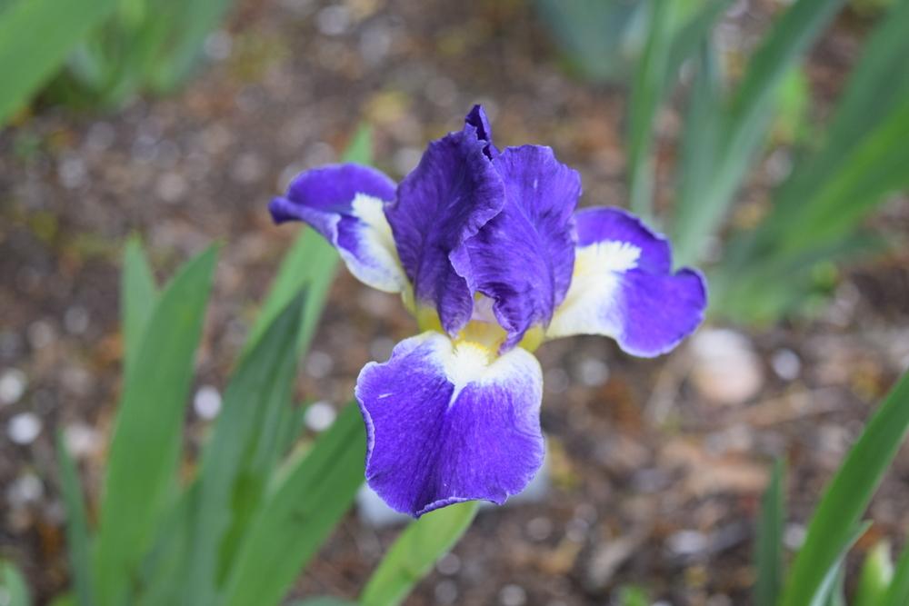 Photo of Standard Dwarf Bearded Iris (Iris 'Crystal Ship') uploaded by Dachsylady86