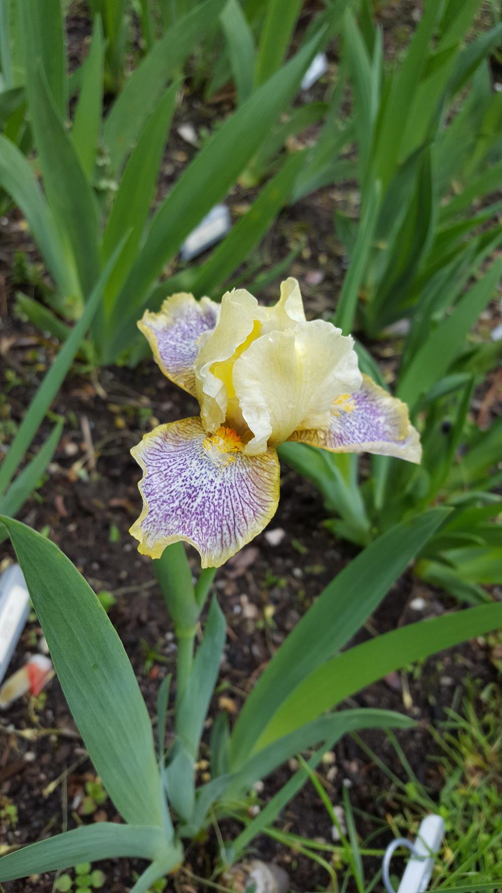 Photo of Standard Dwarf Bearded Iris (Iris 'Twerk') uploaded by Dachsylady86