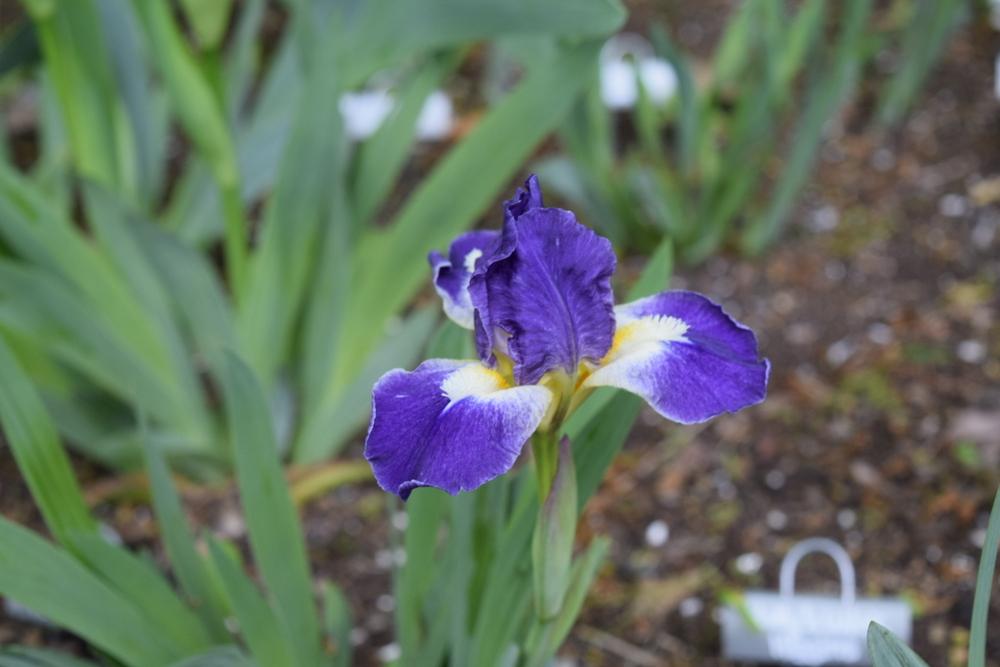 Photo of Standard Dwarf Bearded Iris (Iris 'Crystal Ship') uploaded by Dachsylady86