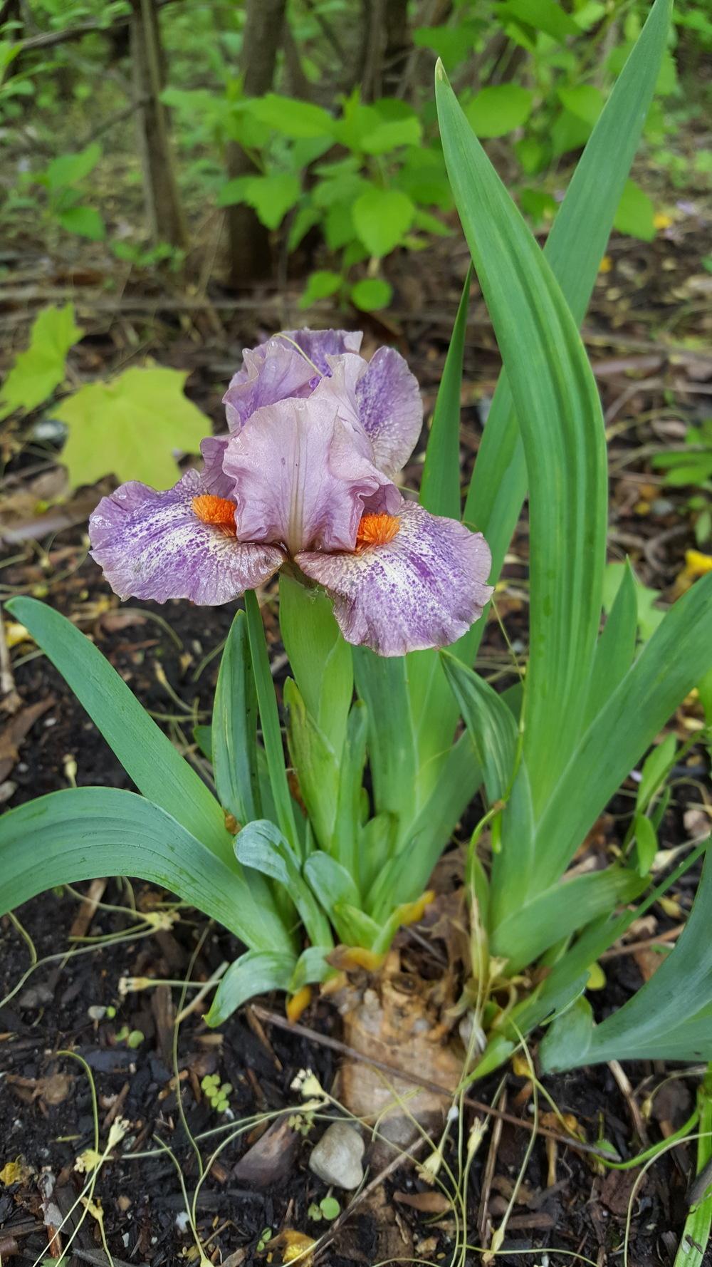 Photo of Standard Dwarf Bearded Iris (Iris 'Tweet') uploaded by Dachsylady86
