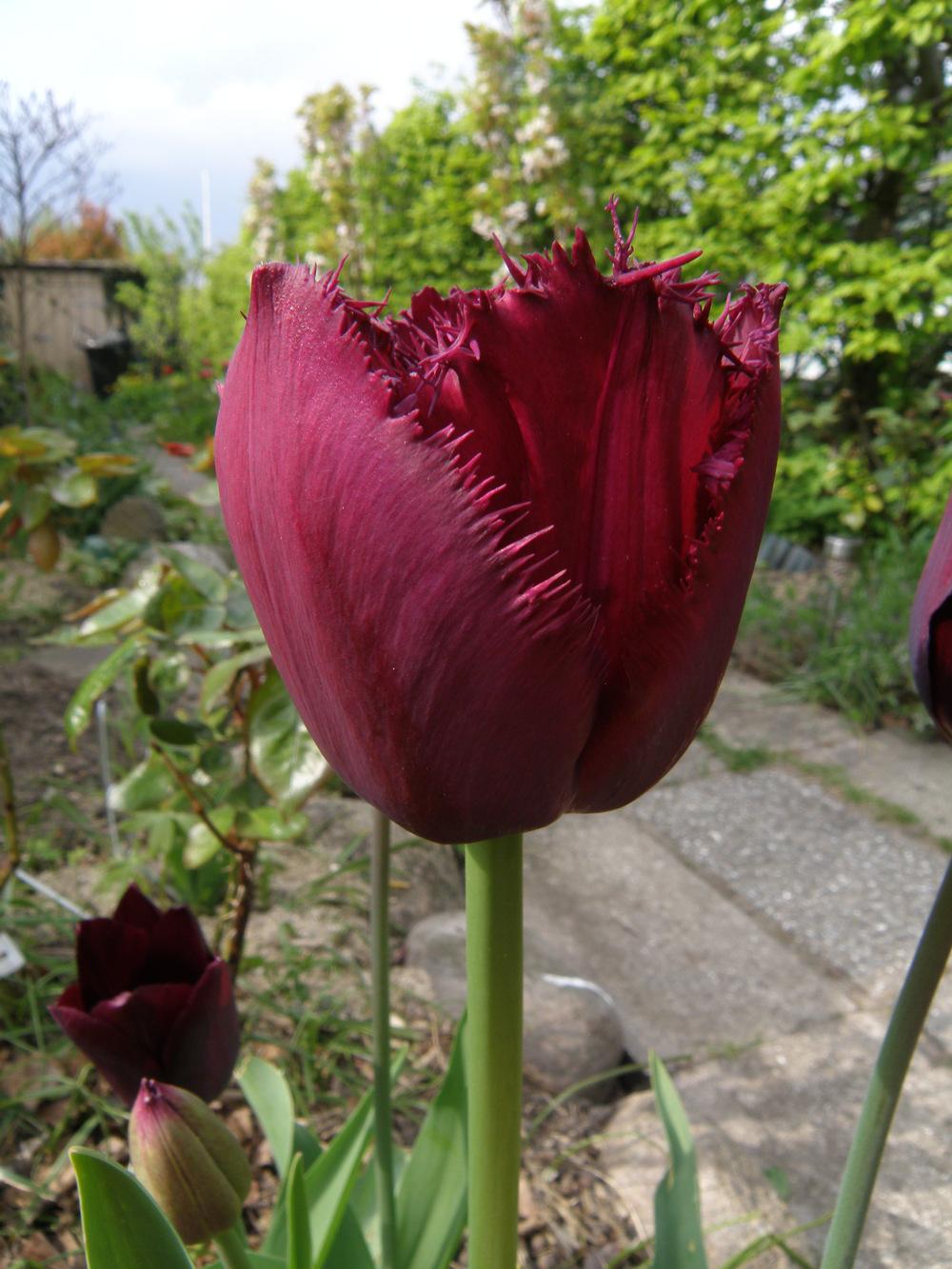 Photo of Fringed Tulip (Tulipa 'Curly Sue') uploaded by IrisLilli