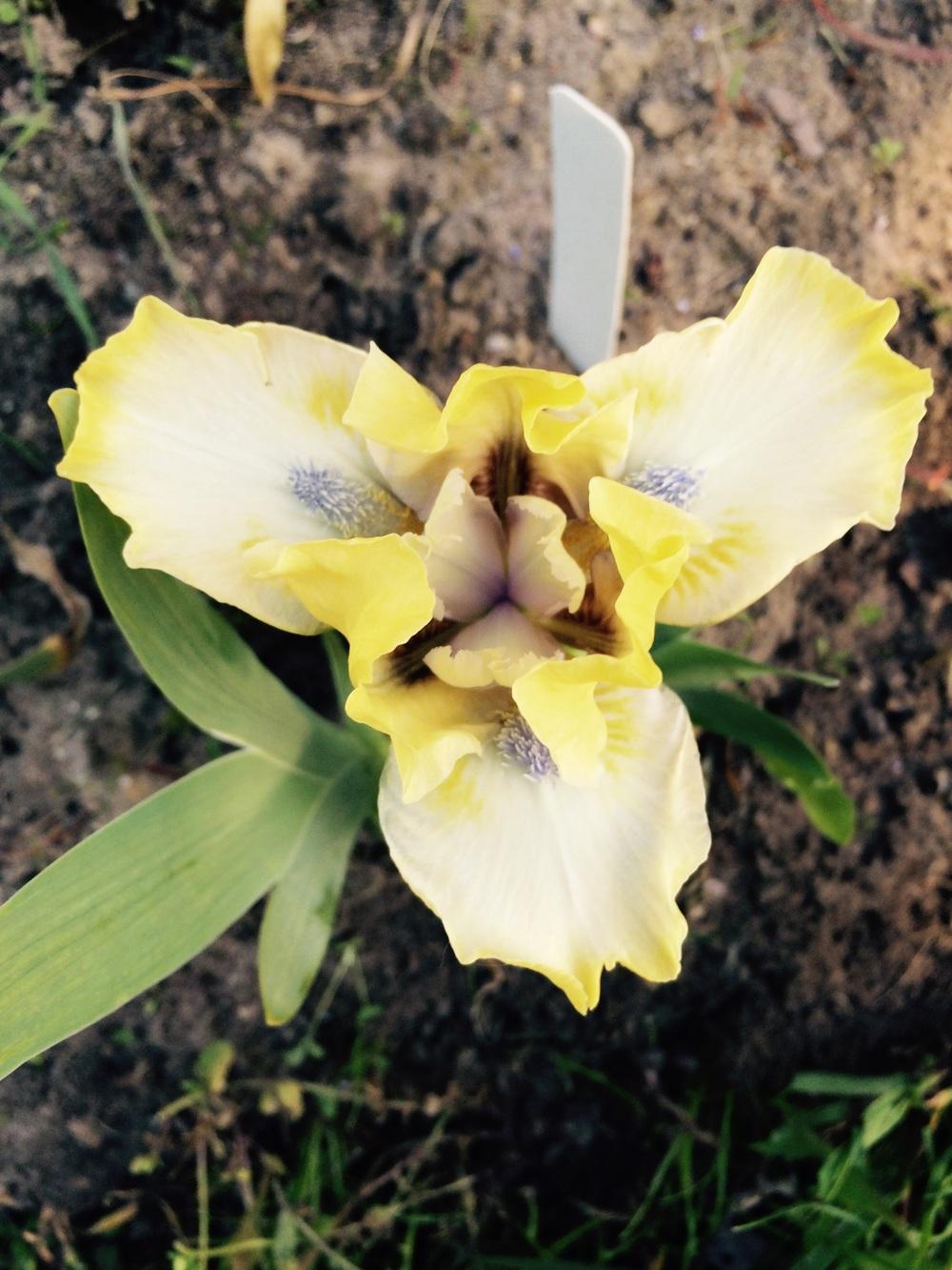 Photo of Standard Dwarf Bearded Iris (Iris 'Dancing Bunnies') uploaded by Lbsmitty