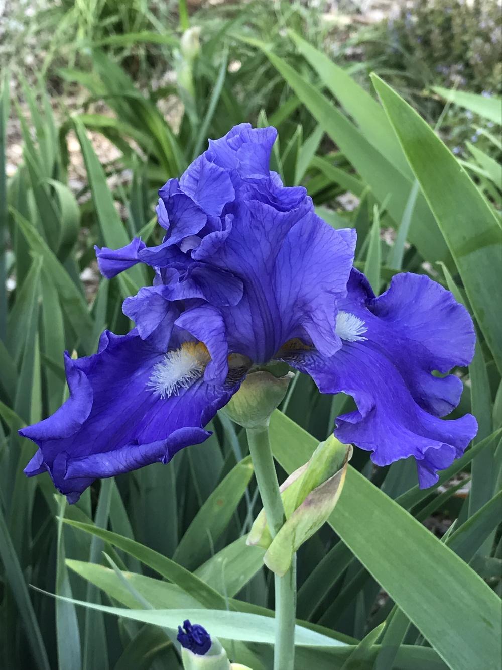 Photo of Tall Bearded Iris (Iris 'Blue Suede Shoes') uploaded by Legalily