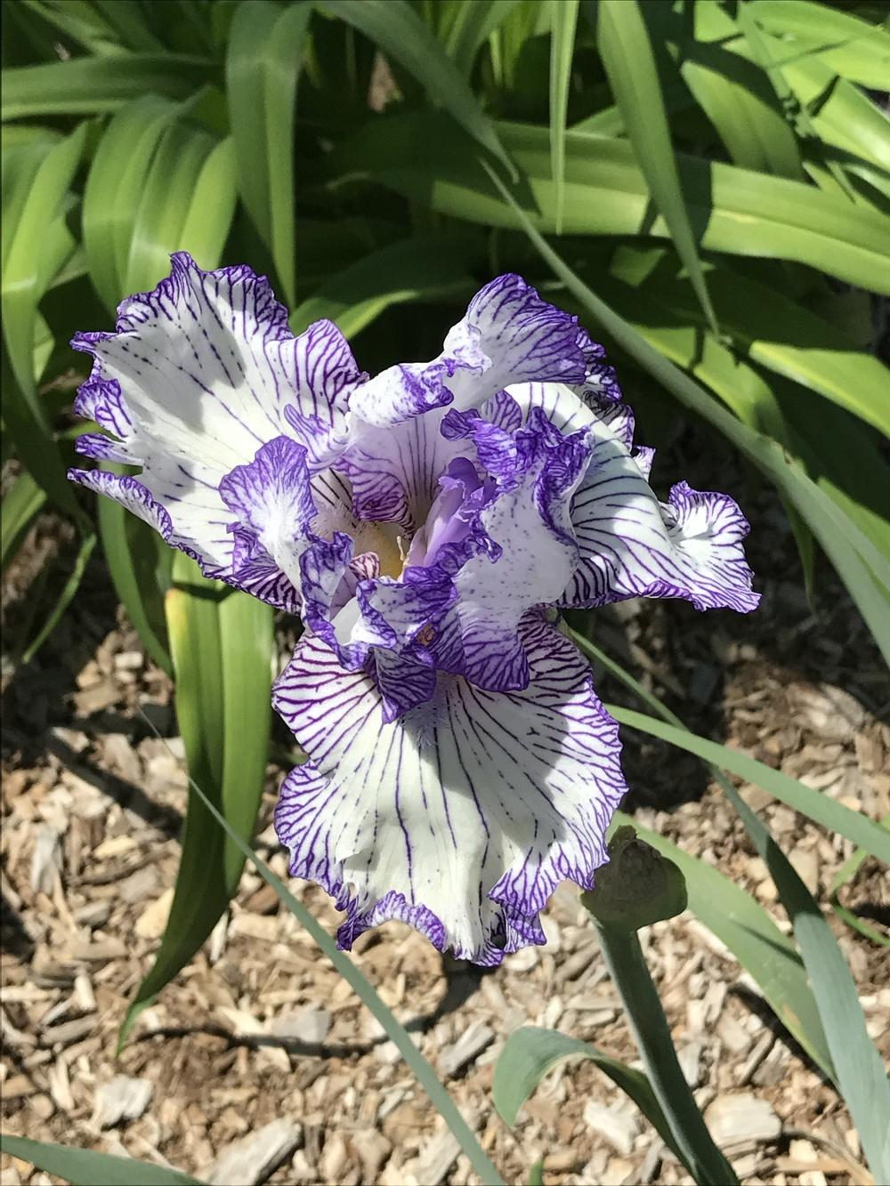 Photo of Tall Bearded Iris (Iris 'Autumn Circus') uploaded by Legalily