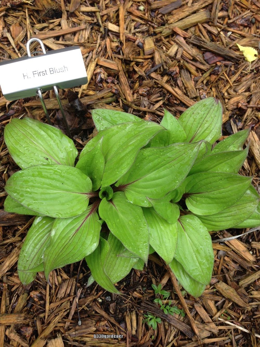 Photo of Hosta 'First Blush' uploaded by crawgarden