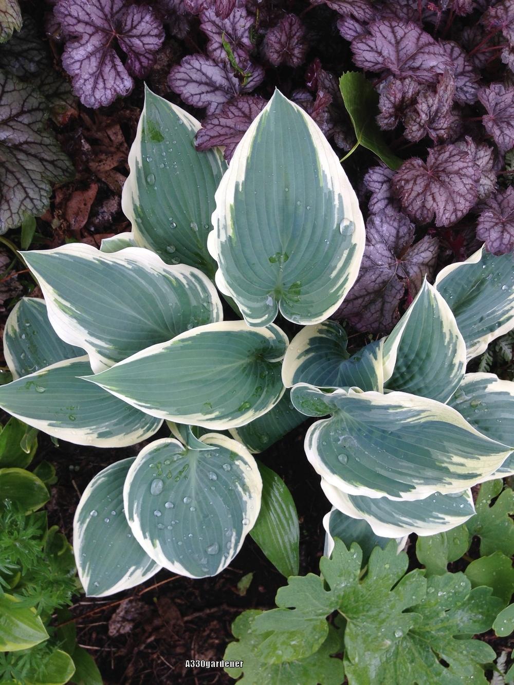 Photo of Hosta 'First Frost' uploaded by crawgarden