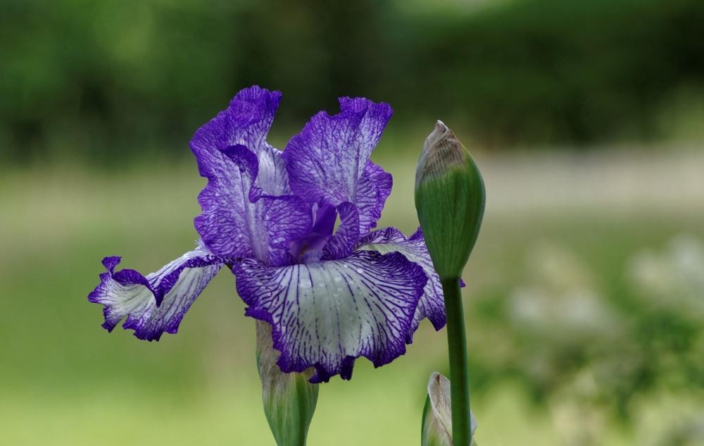 Photo of Tall Bearded Iris (Iris 'Autumn Circus') uploaded by evermorelawnless