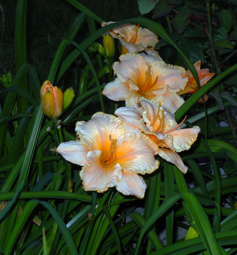 Photo of Daylily (Hemerocallis 'Pure and Simple') uploaded by jrbales