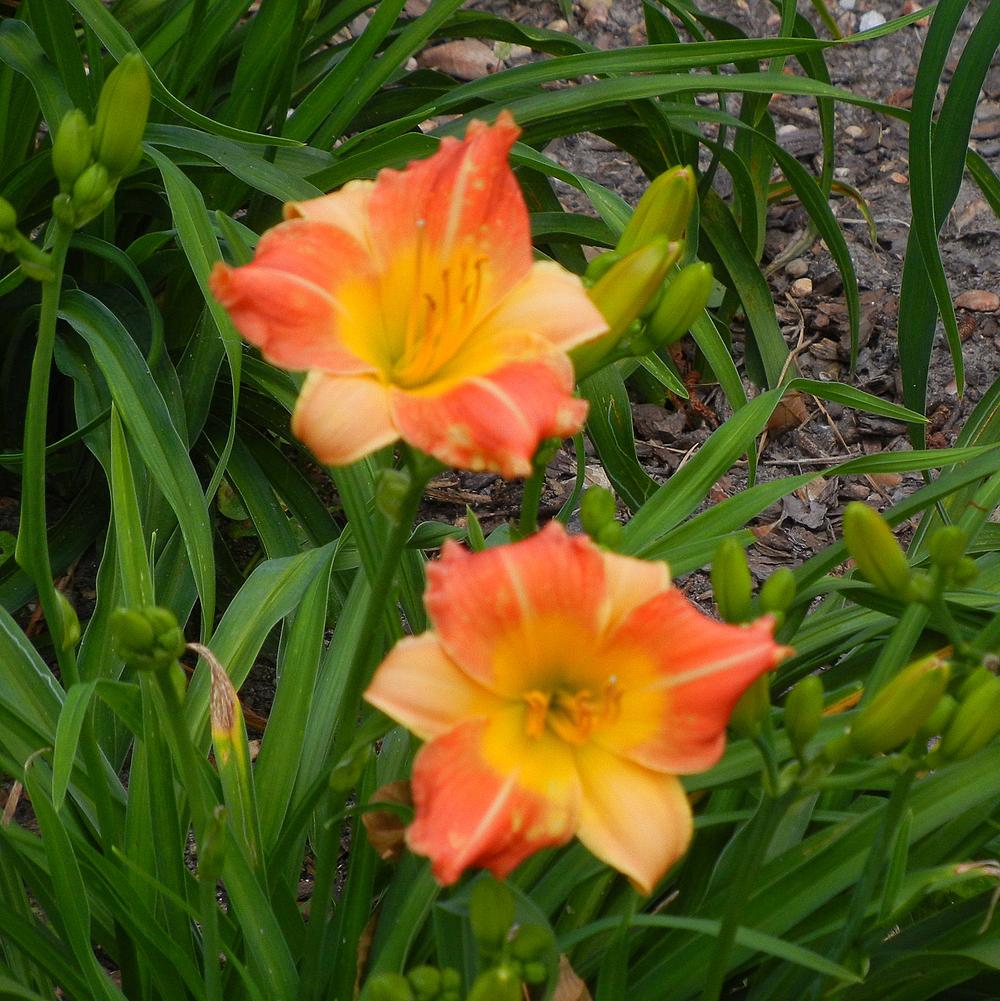 Photo of Daylily (Hemerocallis 'Prairie Blossoms') uploaded by jrbales
