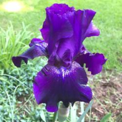 Location: Back yard
Date: 2017-05-14
First bloom of any iris this year