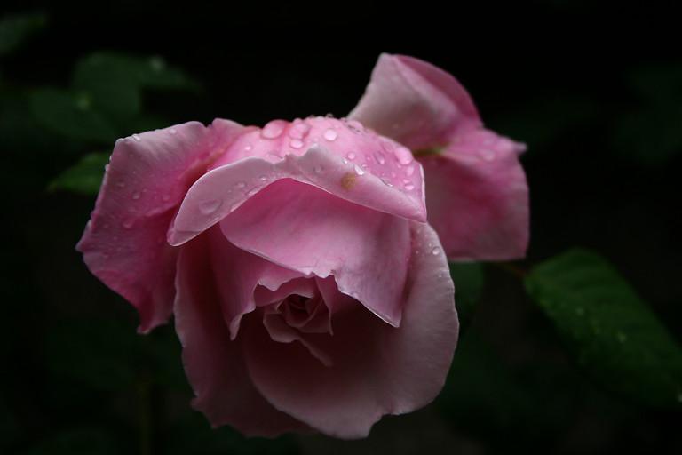 Photo of Rose (Rosa 'Spirit of Freedom') uploaded by loosertora