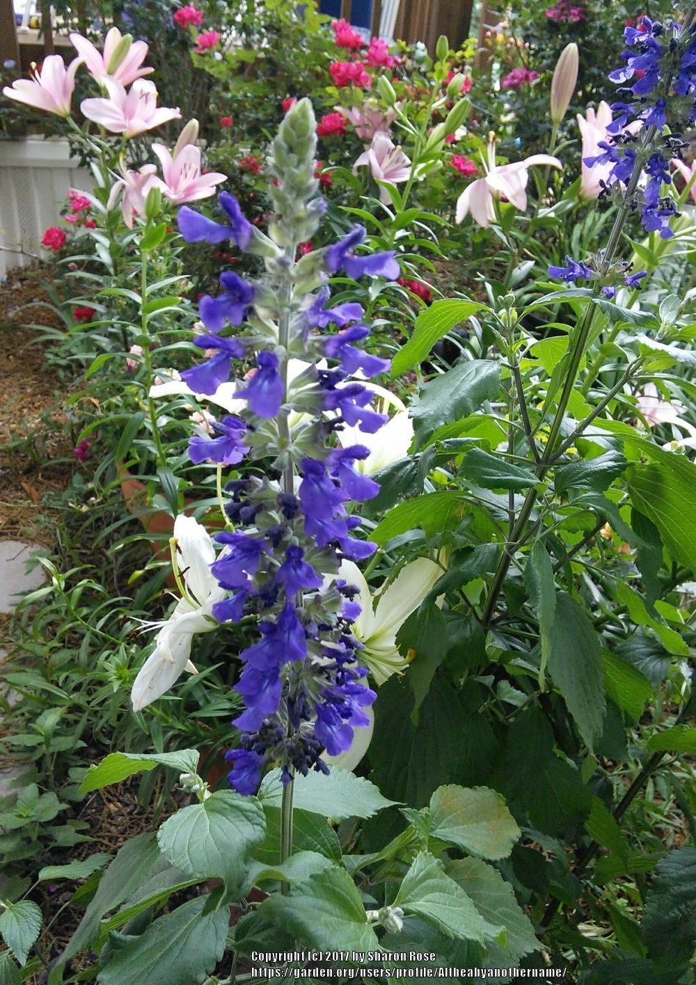 Photo of Sage (Salvia Mystic Spires Blue) uploaded by Altheabyanothername