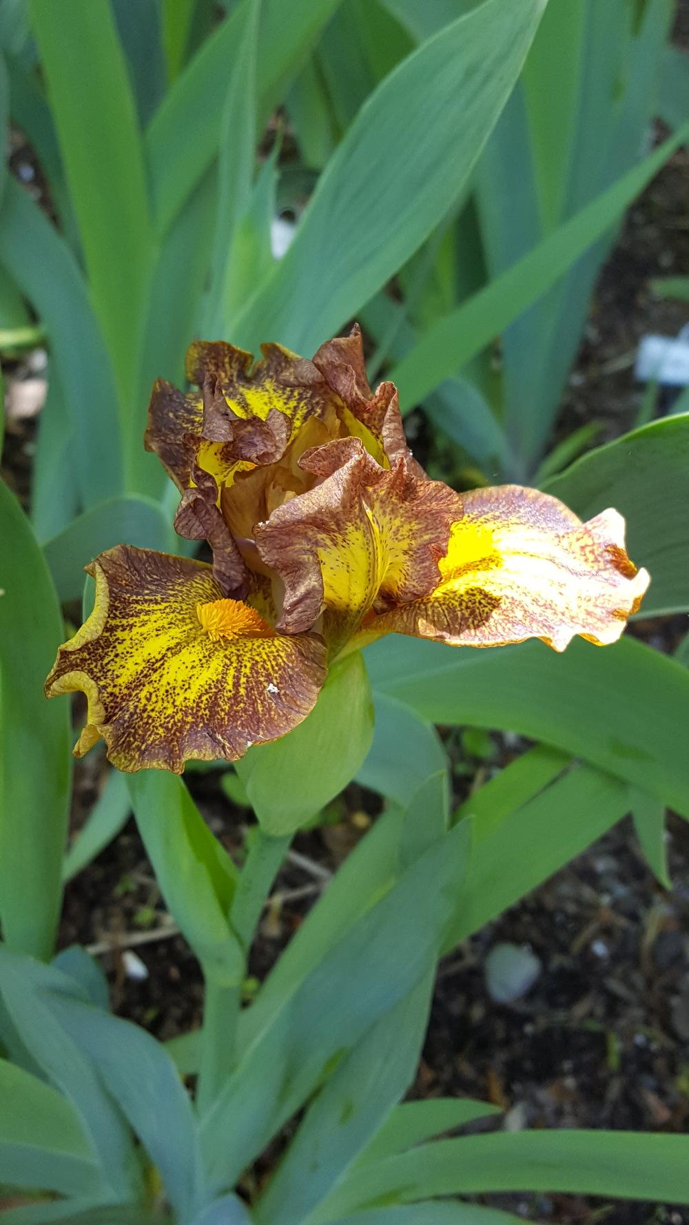 Photo of Standard Dwarf Bearded Iris (Iris 'Jargon') uploaded by Dachsylady86