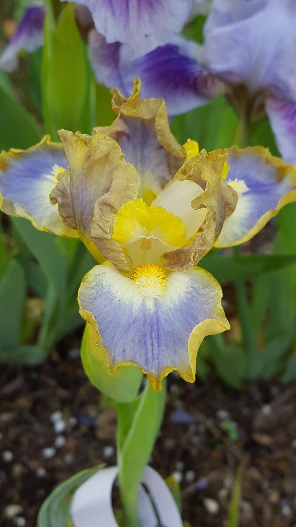Photo of Standard Dwarf Bearded Iris (Iris 'My Cher') uploaded by Dachsylady86