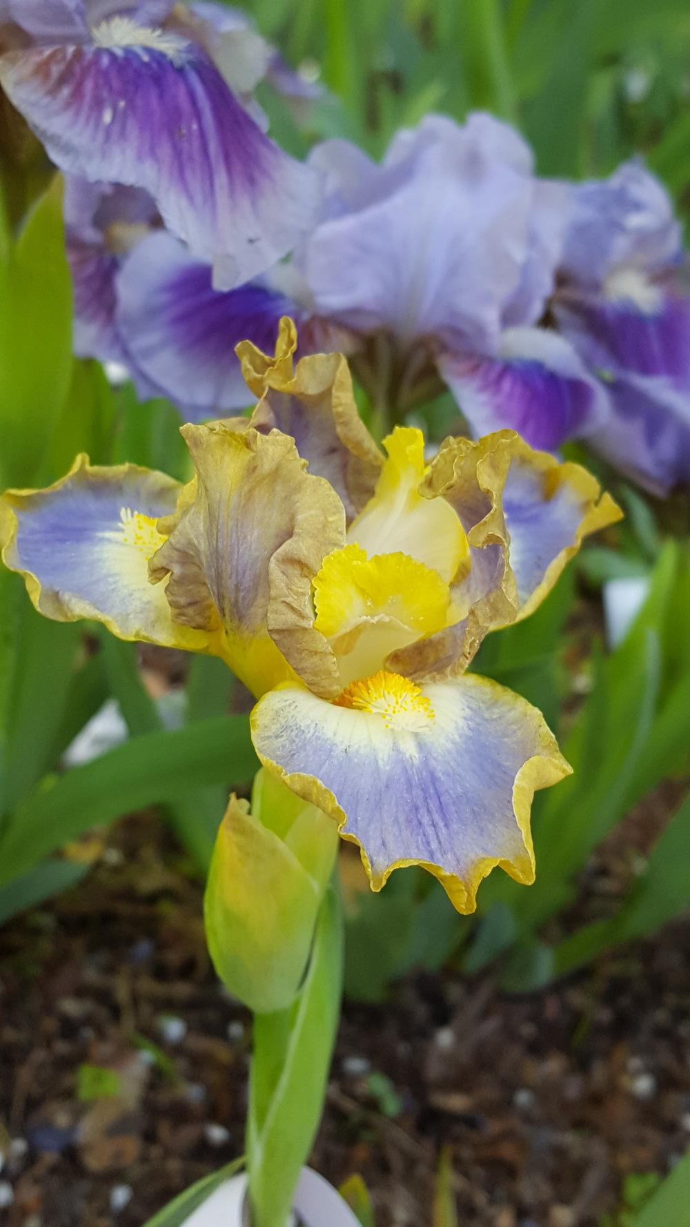 Photo of Standard Dwarf Bearded Iris (Iris 'My Cher') uploaded by Dachsylady86