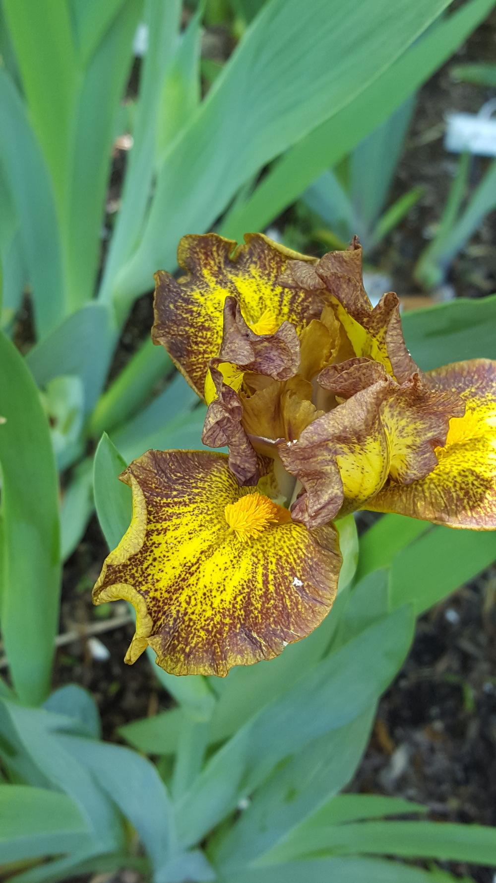 Photo of Standard Dwarf Bearded Iris (Iris 'Jargon') uploaded by Dachsylady86