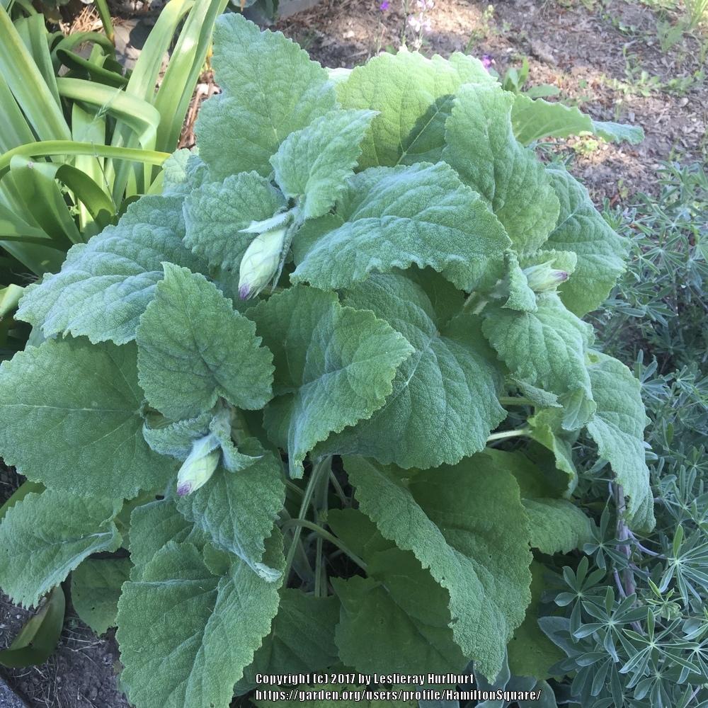 Photo of Clary Sage (Salvia sclarea 'Piemont') uploaded by HamiltonSquare