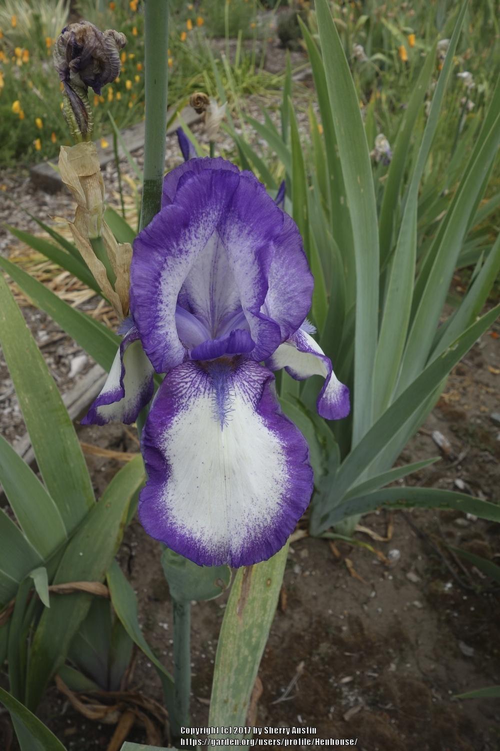 Photo of Tall Bearded Iris (Iris 'Mary Pickford') uploaded by Henhouse