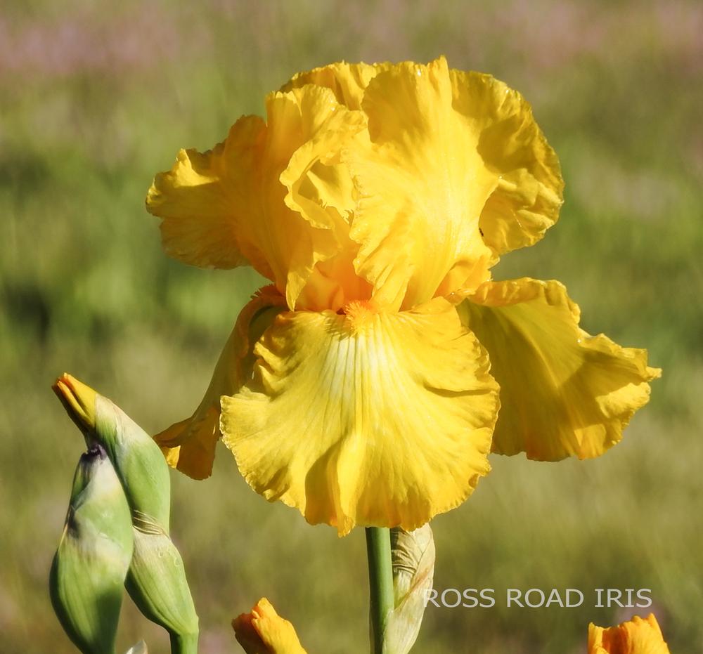 Photo of Tall Bearded Iris (Iris 'Well Endowed') uploaded by Weiser