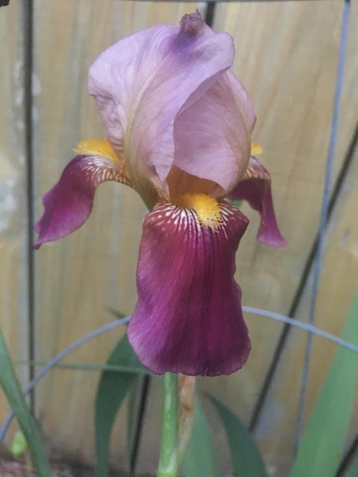 Photo of Tall Bearded Iris (Iris 'Indian Chief') uploaded by aikenforflowers