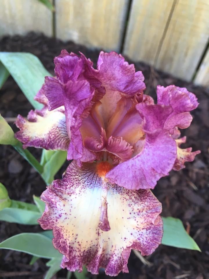 Photo of Tall Bearded Iris (Iris 'Rock Star') uploaded by aikenforflowers