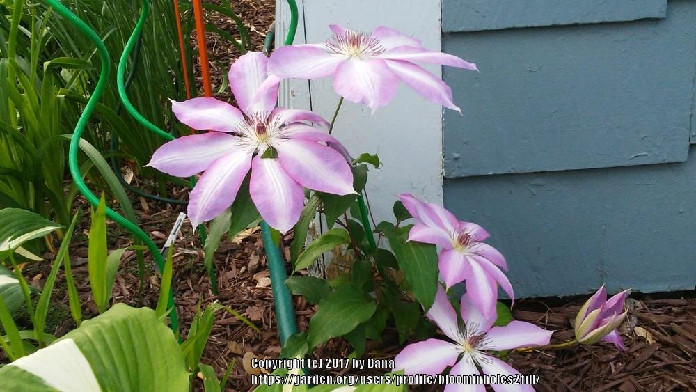 Photo of Clematis 'Nelly Moser' uploaded by bloominholes2fill