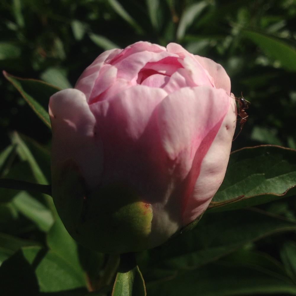 Photo of Peony (Paeonia lactiflora 'Do Tell') uploaded by csandt