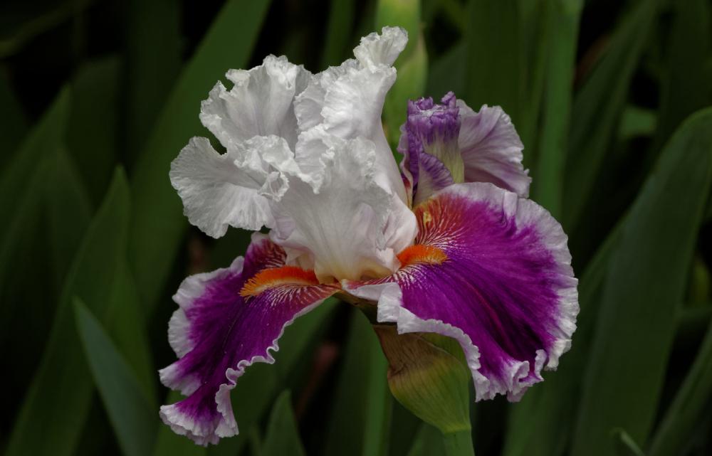 Photo of Tall Bearded Iris (Iris 'Gracious Curves') uploaded by evermorelawnless