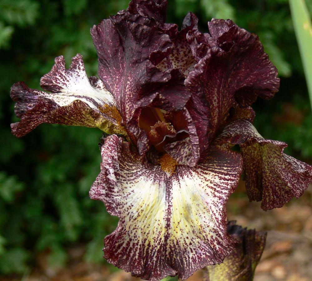 Photo of Tall Bearded Iris (Iris 'Sorbonne') uploaded by janwax