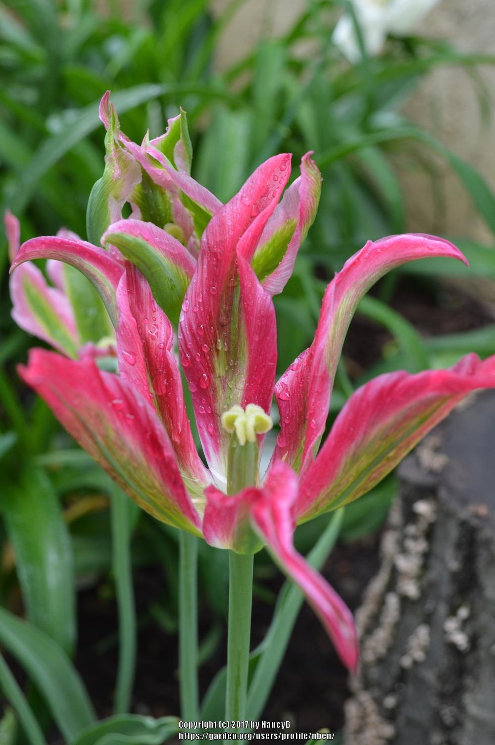 Photo of Viridiflora Tulip (Tulipa 'Virichic') uploaded by nben