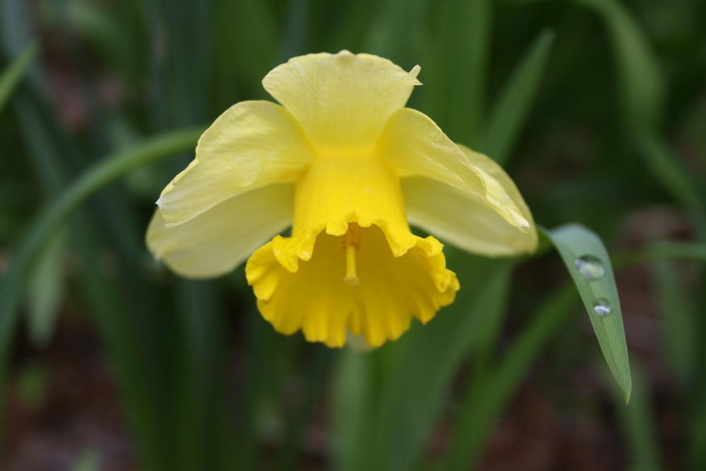 Photo of Large-cupped Daffodil (Narcissus 'Carlton') uploaded by touchofsky
