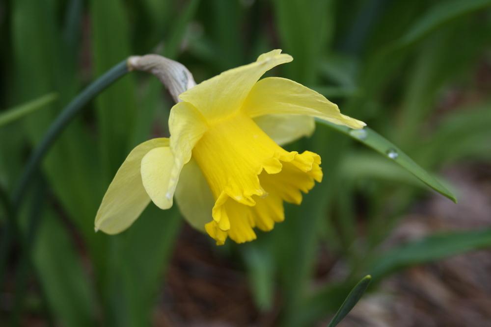 Photo of Large-cupped Daffodil (Narcissus 'Carlton') uploaded by touchofsky