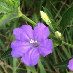 Location: mid-TN
Date: 2016-07-26
This plant is living up to its nickname -- Limestone Ruellia -- b
