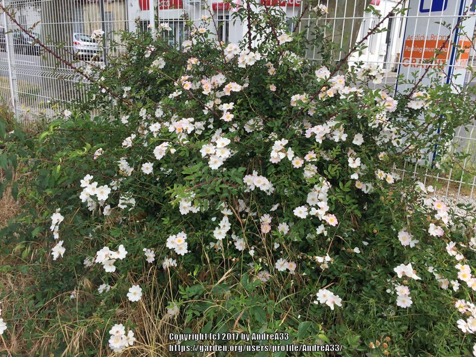Photo of Rose (Rosa 'Tapis Volant') uploaded by AndreA33