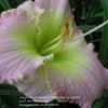 Photo Courtesy of Dragon's Mead Daylily Garden, Used With Permiss