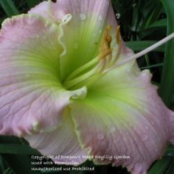 
Photo Courtesy of Dragon's Mead Daylily Garden, Used With Permiss