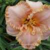 Photo Courtesy of Dragon's Mead Daylily Garden, Used With Permiss