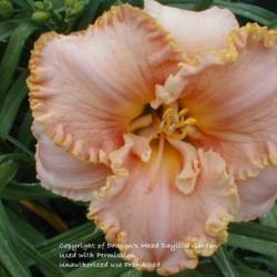
Photo Courtesy of Dragon's Mead Daylily Garden, Used With Permiss