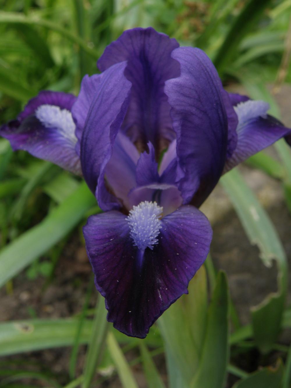 Photo of Miniature Dwarf Bearded Iris (Iris 'Pixie Pirate') uploaded by IrisLilli